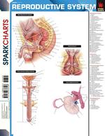 Sparknotes Reproductive System （CHRT）