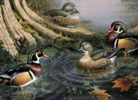 Wood Ducks : 1,000 Pieces （PZZL）