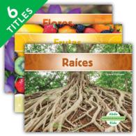 Anatoma de una planta/ Plant Anatomy (6-Volume Set) (Anatoma de una planta/ Plant Anatomy)