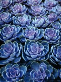 Flowers 2017 Academic Planner （EGMT SPI）