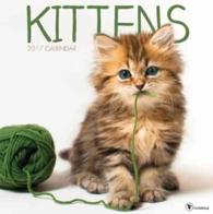 Kittens 2017 Calendar （WAL）