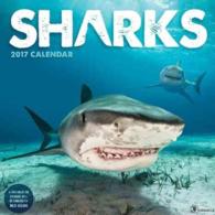Sharks 2017 Calendar （WAL）