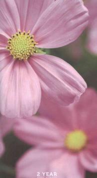 Flowers 2017-2018 2-Year Pocket Calendar