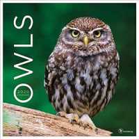 Owls 2020 Calendar （WAL）