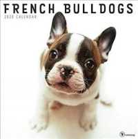 French Bulldogs 2020 Calendar （WAL）