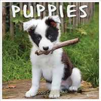Puppies 2020 Calendar （WAL）