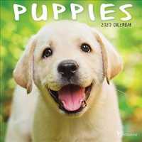 Puppies 2020 Calendar （MIN WAL）