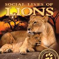 Social Lives of Lions (Animal Behaviors)