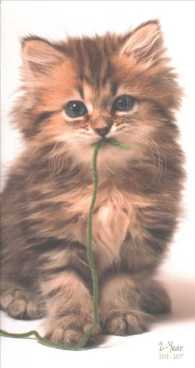 Kittens 2018-2019 2-Year Pocket Planner