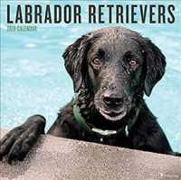 Labrador Retrievers 2019 Calendar （WAL）