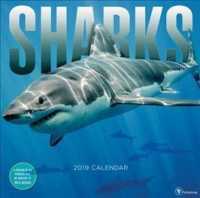 Sharks 2019 Calendar （WAL）
