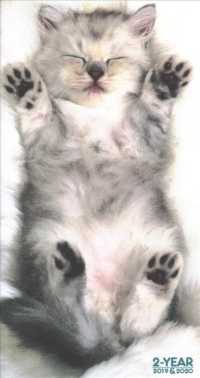 Kittens 2019-2020 2-Year Pocket Planner （EGMT）