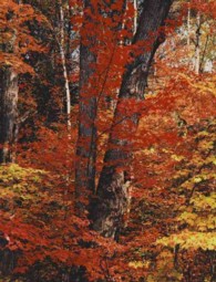 In Wildness Is the Preservation of the World