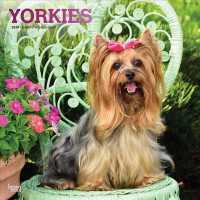 Yorkies 2019 Calendar （16M WAL）