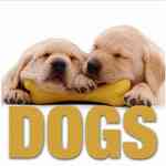 Dogs (Minicube)