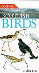 Scottish Birds -- Paperback (English Language Edition)