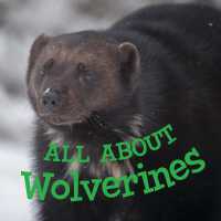 All about Wolverines : English Edition (Nunavummi Reading Series) （English）