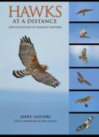 Hawks at a Distance : Identification of Migrant Raptors
