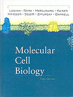 分子細胞生物学（第５版）<br>Molecular Cell Biology （5TH）