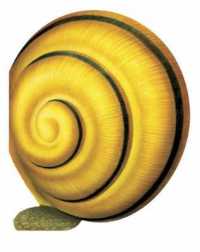 Little Snail （BRDBK）