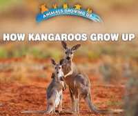 How Kangaroos Grow Up (Animals Growing Up) （Library Binding）