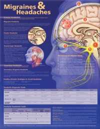 Migraines and Headaches Anatomical Chart （2ND）
