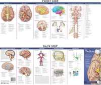 Anatomical Chart Company's Illustrated Pocket Anatomy: Anatomy of the Brain Study Guide (Anatomical Chart Company's Illustrated Pocket Anatomy) （2ND）