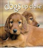 Dogs Up Close (Tiny Folio)