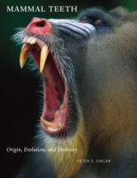 哺乳類の歯：起源、進化、多様性<br>Mammal Teeth : Origin, Evolution, and Diversity