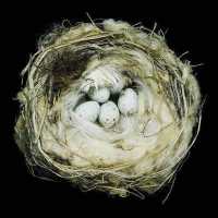 Nests : Fifty Nests and the Birds That Built Them