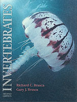 無脊椎動物（第２版）<br>Invertebrates （2ND）