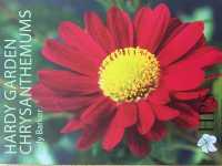 Hardy Garden Chrysanthemums