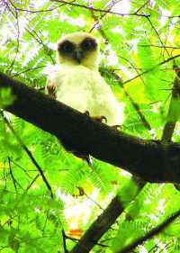 Strange Attractor (Strange Attractor Anthology) 〈3〉