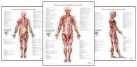 Trail Guide to the Body's Muscles of the Human Body Posters: Set of 3 (Trail Guide to the Body)
