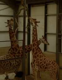 Kosher Giraffe Trilogy （150TH）