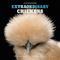 Extraordinary Chickens 2019 Calendar （WAL）