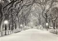 Lights of the Season Holiday Cards （BOX GCR DL）