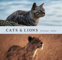 Cats and Lions -- Hardback