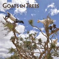 Goats in Trees 2019 Calendar （16M WAL）