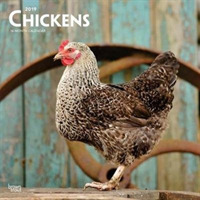 Chickens 2019 Calendar （16M WAL）