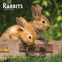 Rabbits 2019 Calendar （16M WAL MU）