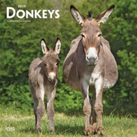 Donkeys 2019 Calendar （16M WAL）