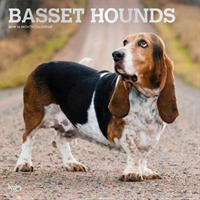 Basset Hounds 2019 Calendar （16M WAL MU）