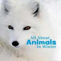 All about Animals in Winter (Celebrate Winter) -- Hardback