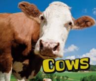 Cows -- Electronic book text (English Language Edition)