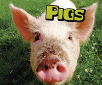 Pigs (Pebble Plus: Farm Animals) -- Paperback / softback