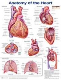 Anatomy of the Heart （3RD）