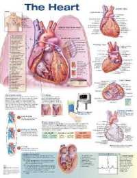 The Heart Anatomical Chart （2ND）