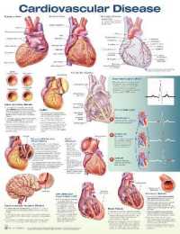 Cardiovascular Disease Anatomical Chart （3RD）