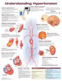 Understanding Hypertension Anatomical Chart （2ND）